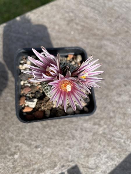 Turbinicarpus valdezianus